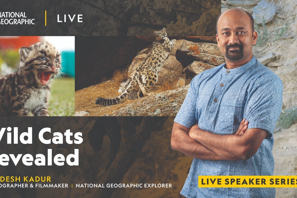 Preview image for National Geographic Live - Wild Cats Revealed